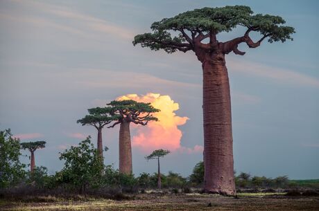 NCL Dawn ile Güney Afrika & Mauritis & Madagaskar & Mozambik