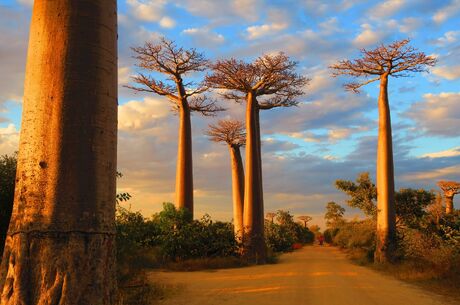 NCL Dawn ile Güney Afrika & Mauritis & Madagaskar & Mozambik