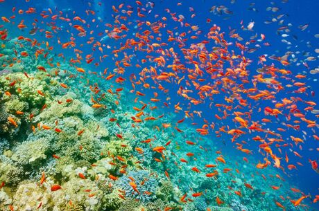 Sharm El Sheikh - Kızıldeniz - HERŞEY DAHİL 