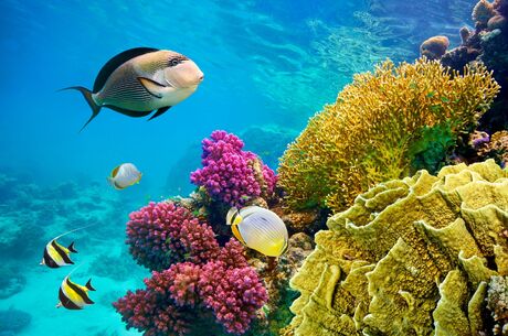 Sharm El Sheikh - Kızıldeniz - HERŞEY DAHİL 