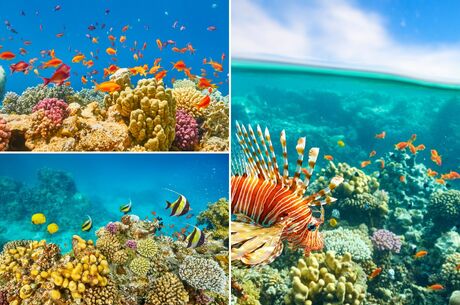 Sharm El Sheikh - Kızıldeniz - HERŞEY DAHİL 