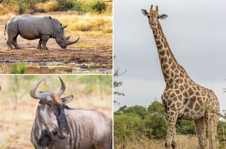 Güney Afrika Safari Turu - Süper Promo