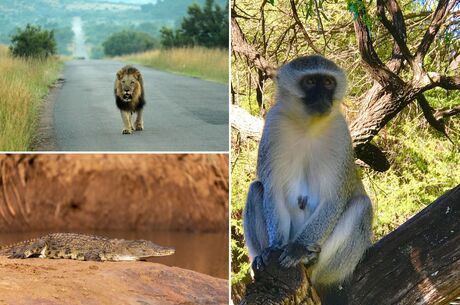 Güney Afrika Safari Turu - Süper Promo