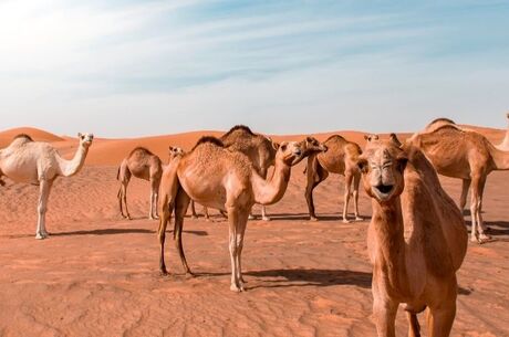 Antalya Kalkışlı Muhteşem Dubai Deneyimi